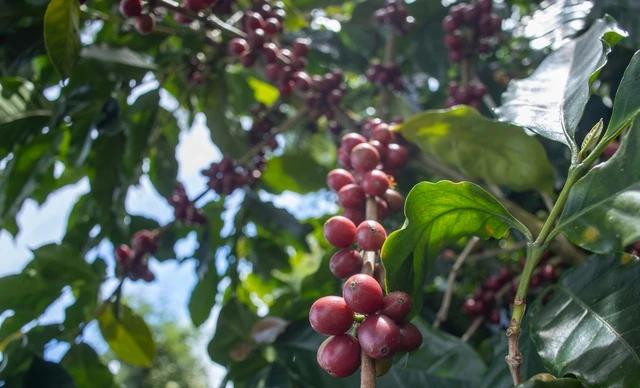 Giá cà phê đồng loạt tăng. Ảnh: Minh Đăng